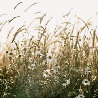 N A T U R E ' S  calling...are you answering? 🌿
.
.
.
.
.
To book your time, treatment and moment of pause - click the link in bio 👆

Warmly, Liv x

#holistictreatments #massage #time #Nature #wellness